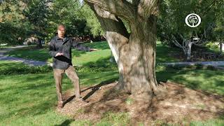 Ask an Arborist How do I Avoid Damaging my Tree’s Roots [upl. by Damas]