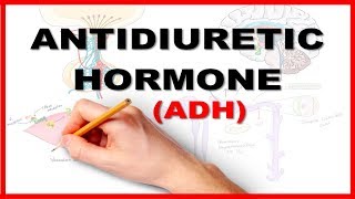 ADH Antidiuretic Hormone  Renal Physiology [upl. by Nanreit759]