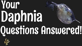 Daphnia Questions Answered [upl. by Skip]