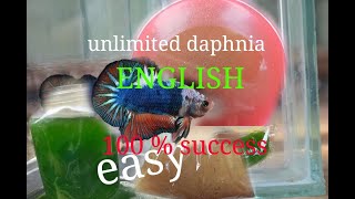 daphnia moina culture Easy way Unlimited production English  with sub Green water Chlorella [upl. by Callahan]