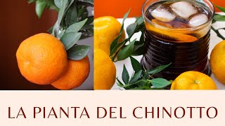 La pianta del Chinotto  Agrumi Lenzi [upl. by Nnaynaffit]