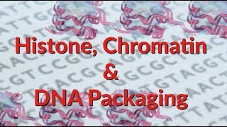 Histone  Chromatin  Nucleosome  DNA Packaging [upl. by Florio]