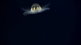 Cosmic Jellyfish 2017 American Samoa [upl. by Frances]