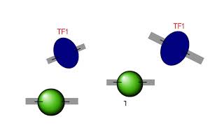 Chromatin Immunoprecipitation ChIP explanation [upl. by Kellie]