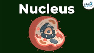 Nucleus  Cell  Infinity Learn [upl. by Hernando]