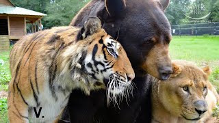 Tiger Bear and Lion Live Together As Friends  Best of quotThe BLTquot Trio [upl. by Drarig]