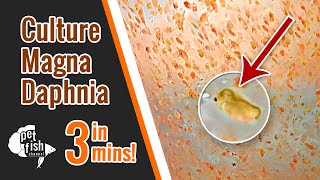 How to culture DAPHNIA MAGNA  The easy way [upl. by Htomit446]