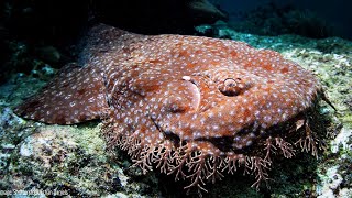 Tasselled Wobbegong  Animal of the Week [upl. by Samuele]