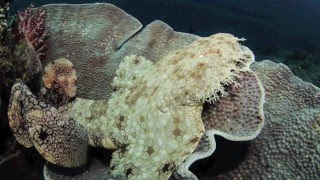 Tasselled Wobbegong  Eucrossorhinus dasypogon [upl. by Herm]