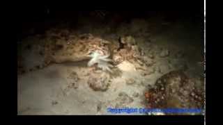 Cuttlefish Versus The Wobbegong Shark [upl. by Llednil]