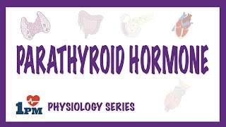 Parathyroid Hormone PTH  Endocrinology [upl. by Eimmis549]