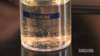 How to Care for Daphnia [upl. by Jessika614]