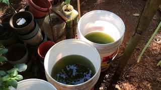 How to grow Green Water Algae [upl. by Eah]