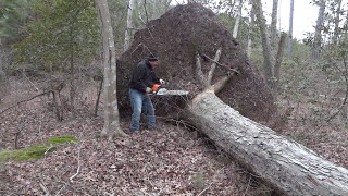 Using chainsaw to cut a felled tree at the rootball stump Fell After Hurricane Sandy 20’ MS 290 [upl. by Airdnaz]