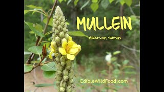 Mullein  Edibility Medicinal Uses Tea amp Identification Via Flowers Habitat Leaves [upl. by Einal]