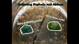 How To Culture Daphnia and Moinas using Green Water Spirulina powder [upl. by Adnopoz]