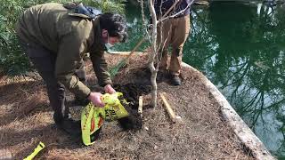 Tree Planting using the Root Ball Bracing Method [upl. by Abbot991]