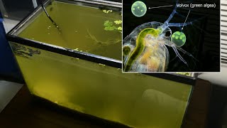 Raising Daphnia for the Freshwater Aquarium [upl. by Ahseem]