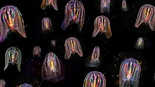 Glowing Neon Jellyfish floating through ocean HD video [upl. by Gairc]