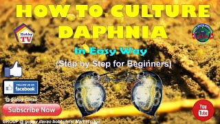 HOW TO CULTURE DAPHNIA In Easy Way [upl. by Longtin]