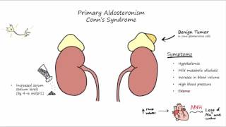 Aldosterone Mechanism of Action [upl. by Lasonde]