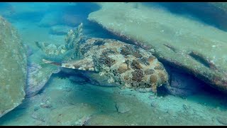 Meet the remarkable Wobbegong shark at Cabbage Tree Bay [upl. by Gensmer391]