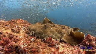 Wobbegong Sharks  SHARK ACADEMY [upl. by Gewirtz362]