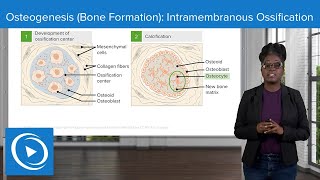 Osteogenesis Bone Formation Intramembranous Ossification – Physiology  Lecturio Nursing [upl. by Valora]